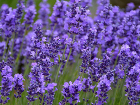 Lawenda wąskolistna 'Hidcote' - sadzonki 1L | Byliny Farm