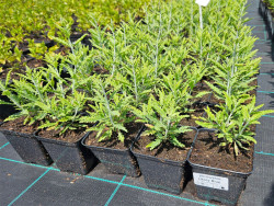 Perowskia 'Lacey Blue' - sadzonki P9 | Byliny Farm
