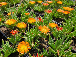 Delosperma 'Delmara Orange' - kwitnące sadzonki w doniczkach z góry