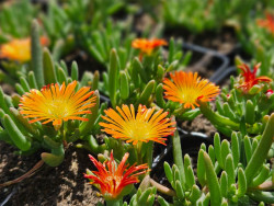 Delosperma 'Delmara Orange' - kwiaty i mięsiste liście sadzonek z boku