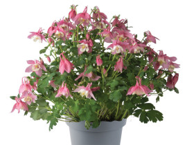 Orlik 'Spring Magic Rose and White' - sadzonki P9 | Byliny Farm