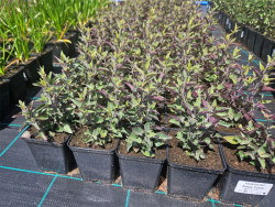 Kłosowiec 'Rosie Posie' - sadzonki P9 | Byliny Farm