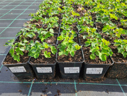 Orlik 'Winky Double Red&White' - sadzonki P9 | Byliny Farm