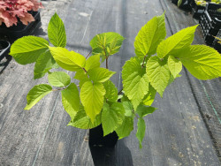 Aralia sercowata 'Sun King' - sadzonki 1L | Byliny Farm