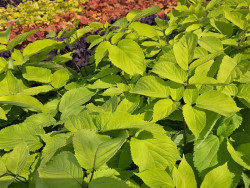 Aralia sercowata 'Sun King' - sadzonki 1L | Byliny Farm