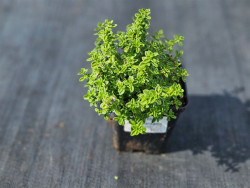 Macierzanka 'Lemon Variegata' - sadzonka w doniczce z góry