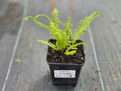 Wietlica samicza 'Victoriae' - sadzonki P9 | Byliny Farm