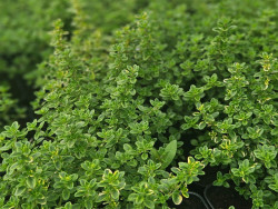 Macierzanka 'Lemon Variegata' - gęste ulistnione pędy z boku