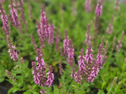 Szałwia sensation medium 'Pink' - sadzonki P9 | Byliny Farm
