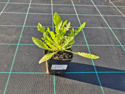 Gailardia 'Arizona Sun' - sadzonki P9 | Byliny Farm
