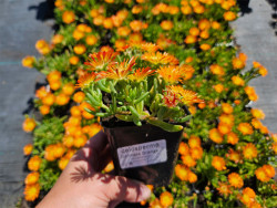 Delosperma 'Delmara Orange' - kwitnąca sadzonka w doniczce P9 trzymana w dłoni