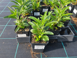 Przetacznik 'Bubblegum Candles' - sadzonki P9 | Byliny Farm
