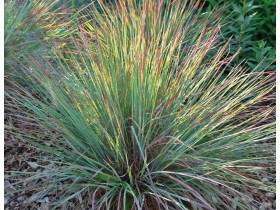 Palczatka 'Standing Ovation' - sadzonki 1L | Byliny Farm