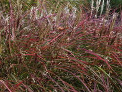 Miskant chiński 'Red Chief' - sadzonki 1L | Byliny Farm