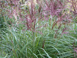 Miskant chiński 'Red Chief' - sadzonki 1L | Byliny Farm