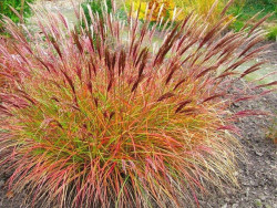 Miskant chiński 'Red Chief' - sadzonki 1L | Byliny Farm