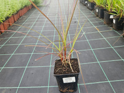Miskant chiński 'Red Chief' - sadzonki 1L | Byliny Farm