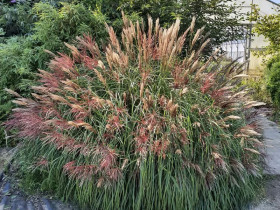 Miskant chiński 'Red Chief' - sadzonki 1L | Byliny Farm