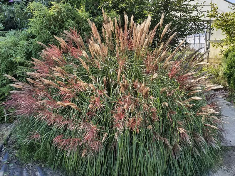 Miskant chiński 'Red Chief' - sadzonki 1L | Byliny Farm