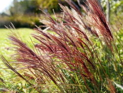 Miskant chiński 'Red Chief' - sadzonki 1L | Byliny Farm