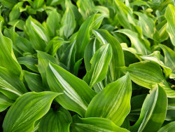 Funkia 'Mediovariegata' - sadzonki C0,7 | Byliny Farm