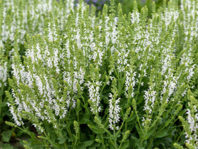 Szałwia omszona Sensation Medium 'White' - sadzonki | Byliny Farm