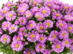 Aster krzaczasty 'Alpha Light Pink' - sadzonki P9 | Byliny Farm