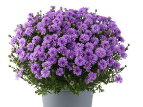 Aster krzaczasty 'Alpha Purple Rocket' - sadzonki | Byliny Farm