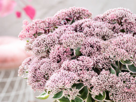Rozchodnik 'La Vie en Rose' - sadzonki P9 | Byliny Farm
