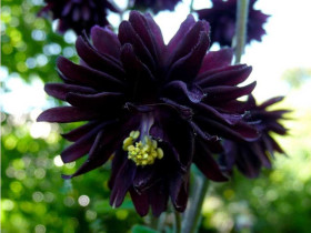Orlik 'Black Barlow' - sadzonki P9 | Byliny Farm