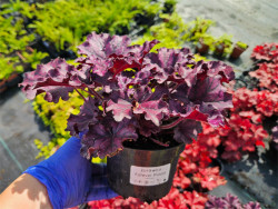 Żurawka Forever Purple - sadzonki C0,7 | Byliny Farm
