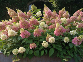 Hortensja bukietowa 'Candlelight' - sadzonki | Byliny Farm