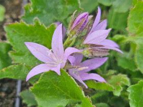 Dzwonek Poszarskiego 'Lisduggan Variety' - sadzonki P9 | Byliny Farm