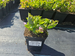Dzwonek 'Lisduggan Variety' - sadzonka z kwiatami w doniczce P9