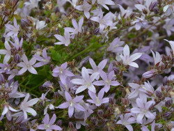Dzwonek 'Lisduggan Variety' - masa jasnoliliowych kwiatów z bliska