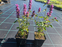 Kłosowiec 'Beelicious Purple' - sadzonki P9 | Byliny Farm