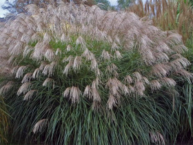 Miskant chiński 'Grosse Fontane' - sadzonki 1L | Byliny Farm