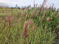Miskant chiński 'Red Chief' - sadzonki 1L | Byliny Farm