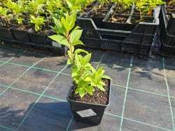 Hortensja bukietowa 'Limelight' - sadzonki | Byliny Farm
