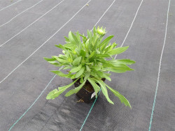 Gailardia 'Mesa Bright Bicolour' - sadzonki P9 | Byliny Farm