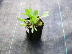 Gailardia 'Mesa Bright Bicolour' - sadzonki P9 | Byliny Farm