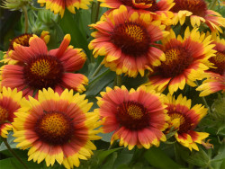 Gailardia 'Mesa Bright Bicolour' - sadzonki P9 | Byliny Farm
