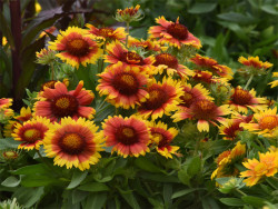 Gailardia 'Mesa Bright Bicolour' - sadzonki P9 | Byliny Farm