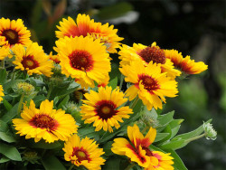 Gailardia 'Mesa Bright Bicolour' - sadzonki P9 | Byliny Farm