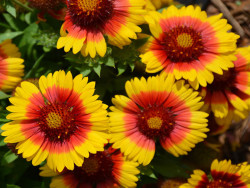 gailardia Mesa Bright Bicolour - gaillardia grandiflora Mesa Bright Bicolour