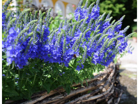Przetacznik pagórkowy 'Royal Blue' - sadzonki P9 | Byliny Farm