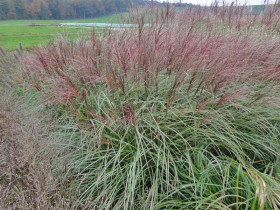 Miskant chiński 'Krater' - sadzonki 1L | Byliny Farm