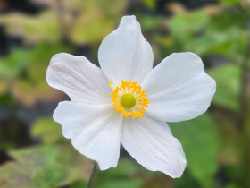 Zawilec 'Honorine Jobert' - sadzonki P9 | Byliny Farm