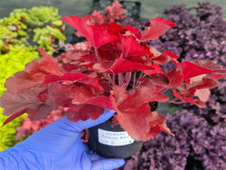 Żurawka 'Forever Red' - sadzonki C0,7 | Byliny Farm
