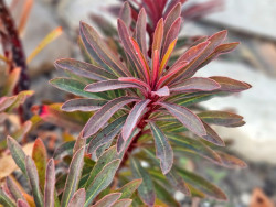 Wilczomlecz migdałolistny 'Miners Merlot' - sadzonki | Byliny Farm